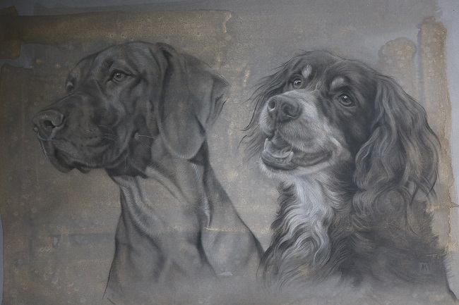honden portret tekening - vizsla en springer spaniel - dubbelportret hond - jennifer koning