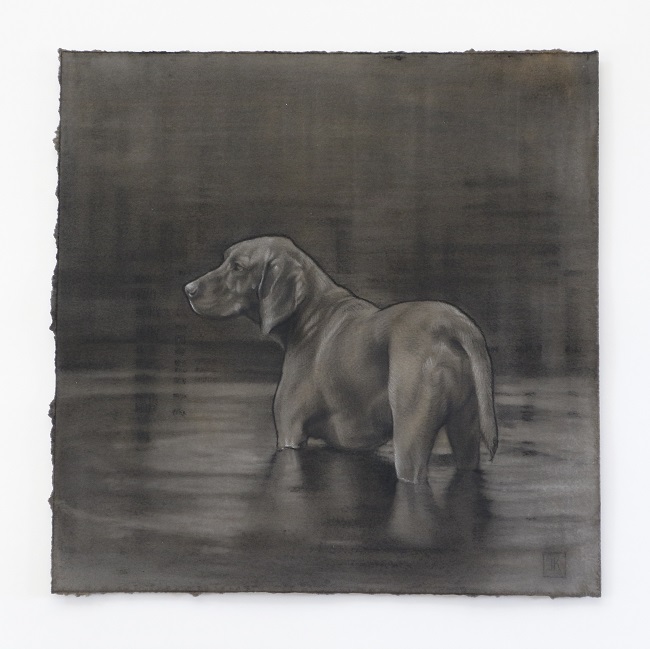 dierenportretten - jacht hond in houtskool - jennifer koning - vizsla in het water