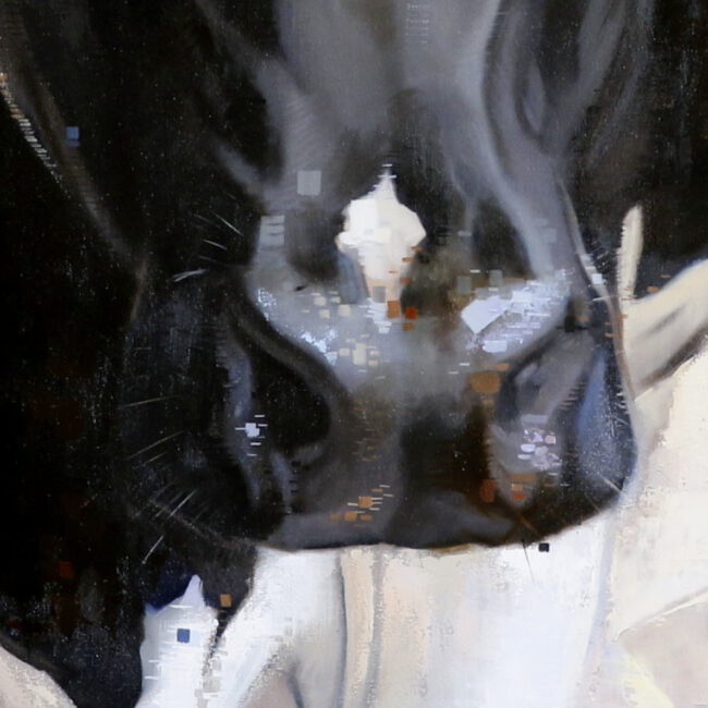 olieverf schilderij zwartbonte koe door jennifer koning (3)