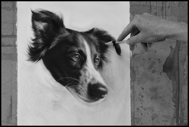hondenportret silken windsprite in houtskool in uitvoering - trudy.2 JPG